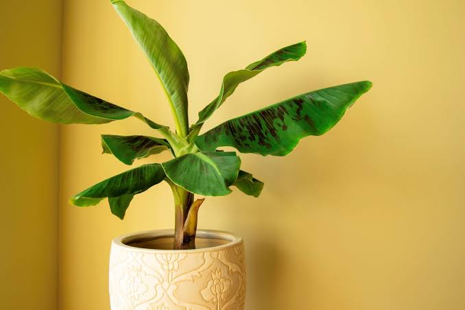 banana plants