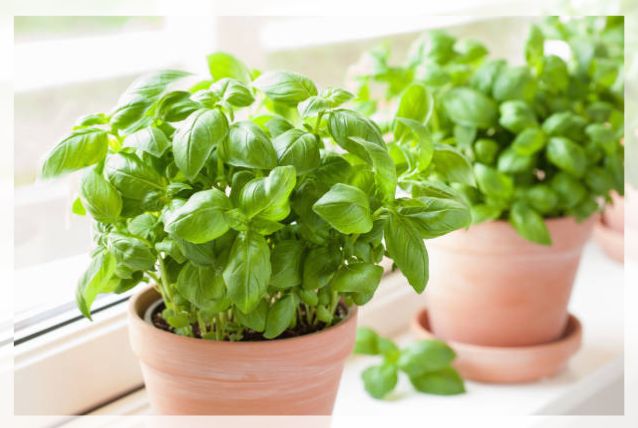 basil plant 1