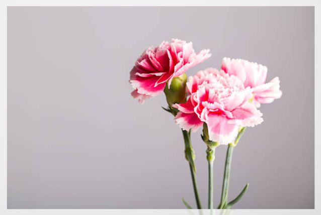 carnation flower