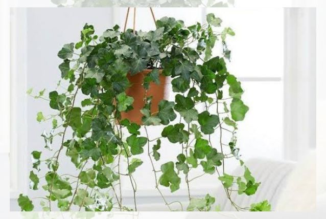 english ivy