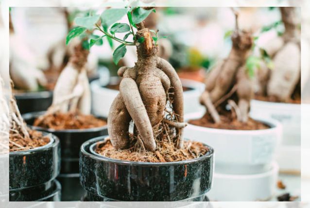 ficus microcarpa 2