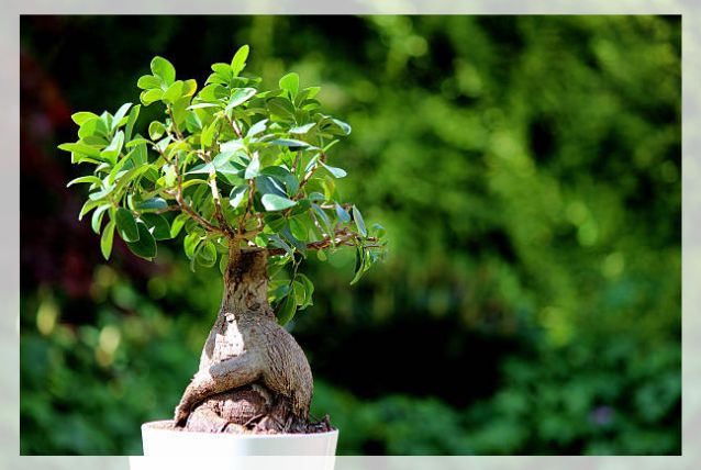 ficus microcarpa