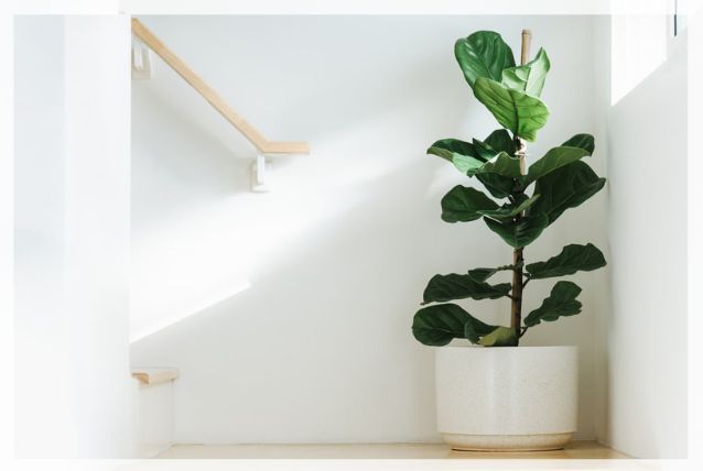 fiddle leaf fig 1