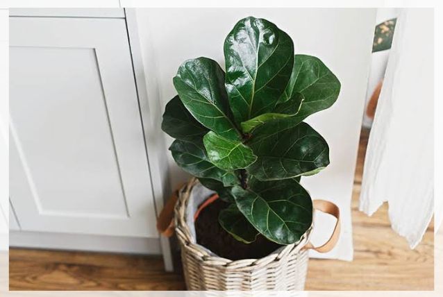 fiddle leaf fig