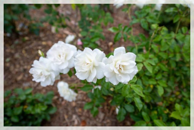 gardenia flowers 1