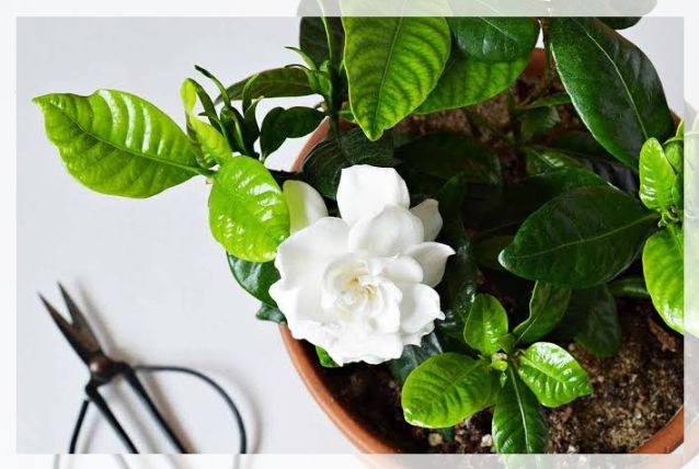 gardenia flowers 2