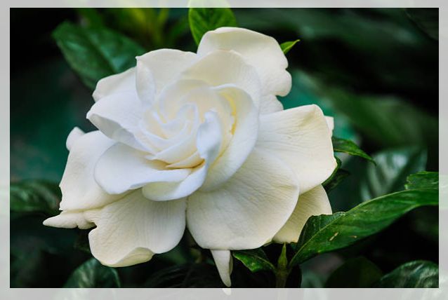 gardenia flowers