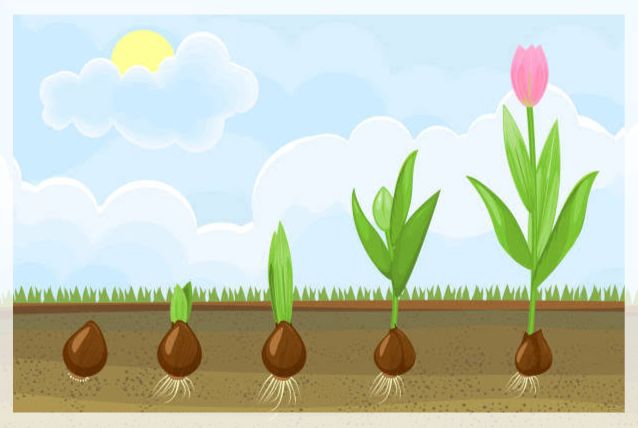 growing from seeds