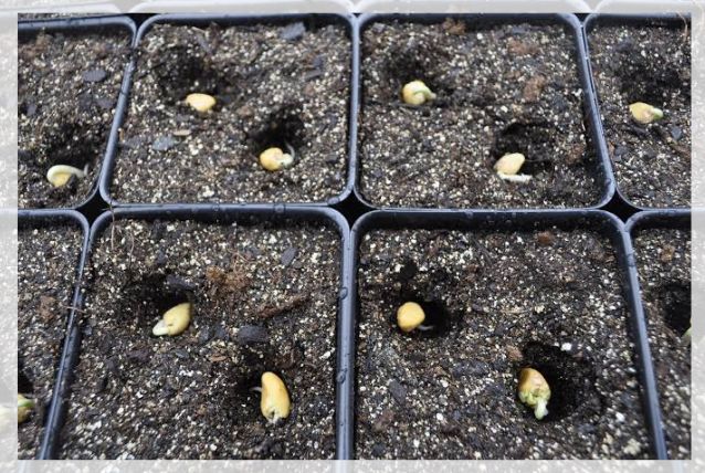 growing from seeds