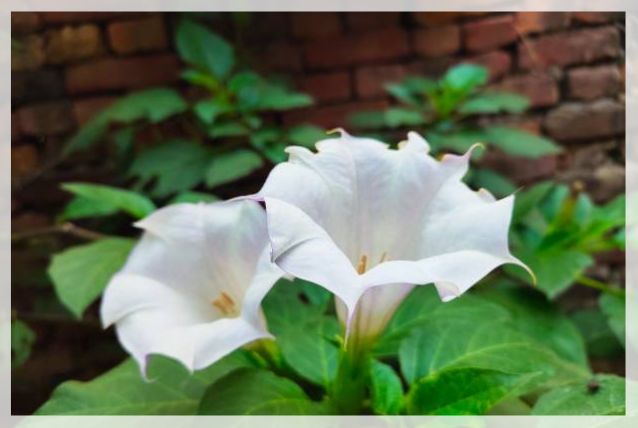 moon flower