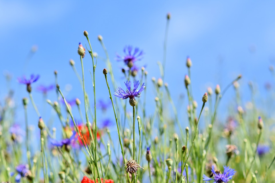 what are perennials? 