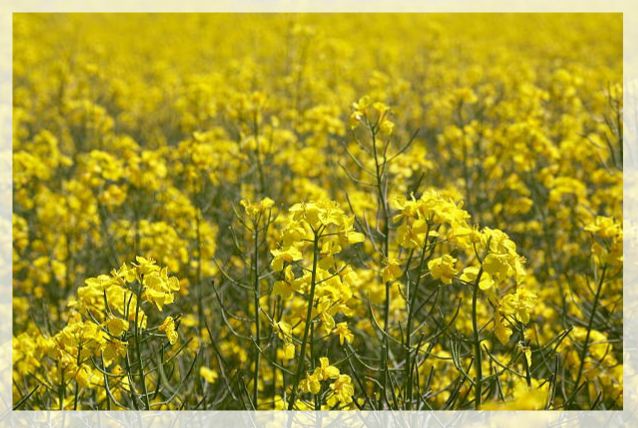 mustard plant 1
