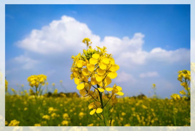 mustard plant