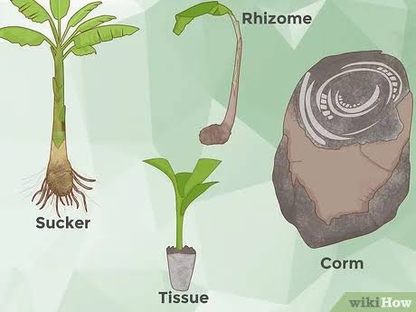 propagation