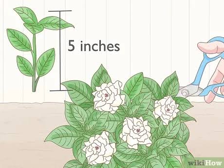 propagation