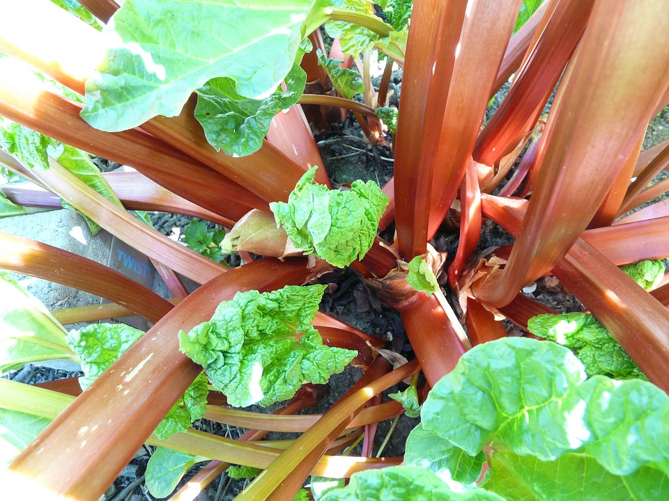 how rhubarbs are grown