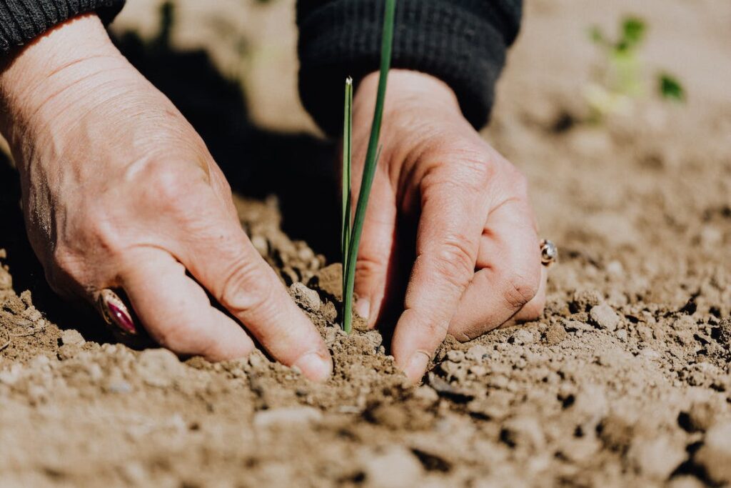 giving plants nutrients 