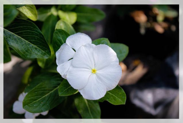 vinca flower 1