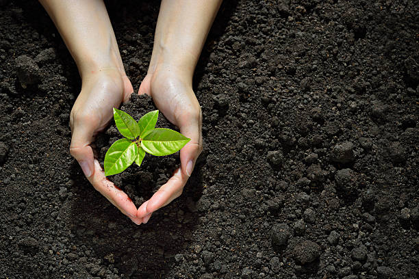 Humus soil 2