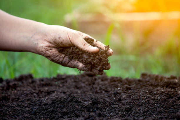 Humus soil 3
