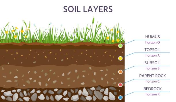 Humus soil 4
