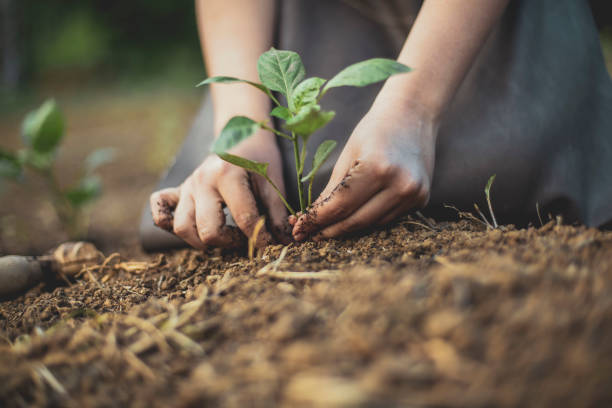 Humus soil 5