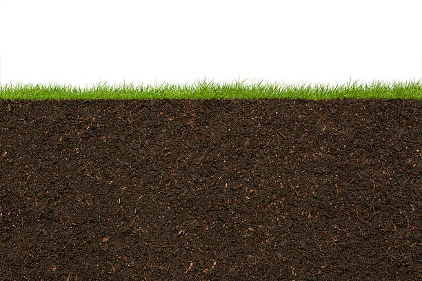 Humus soil 6