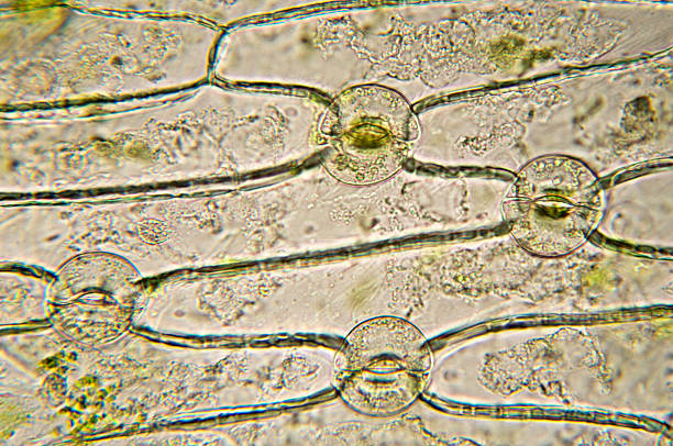 Stomata function 2
