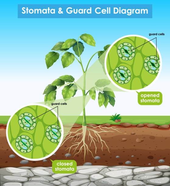 Stomata function 3