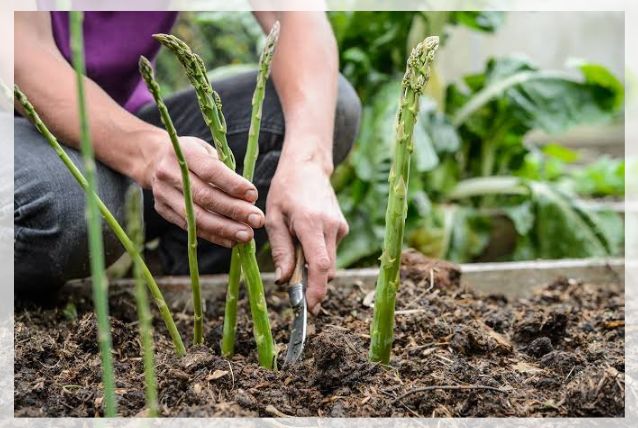 asparagus plant 2
