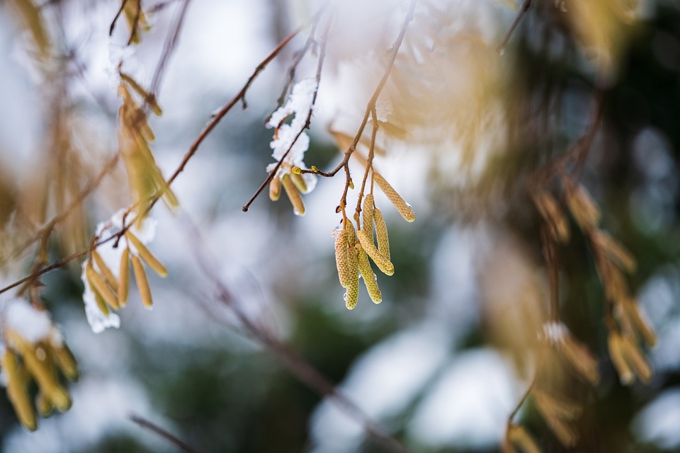 understanding how frost dates impact plants