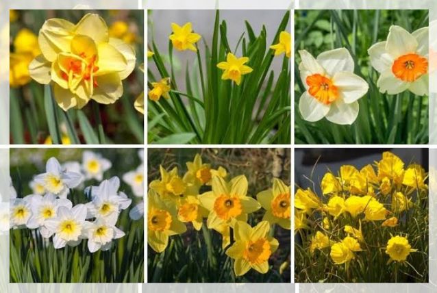 daffodil flowers 2