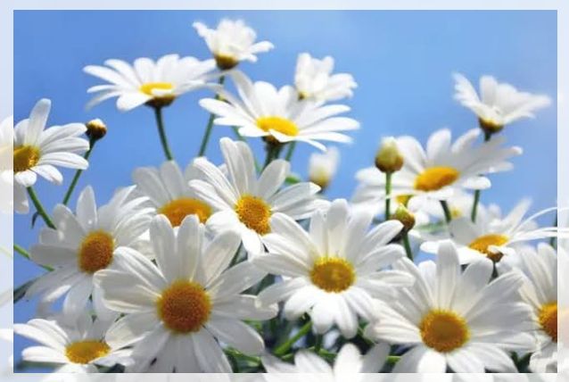 daisy flower 1