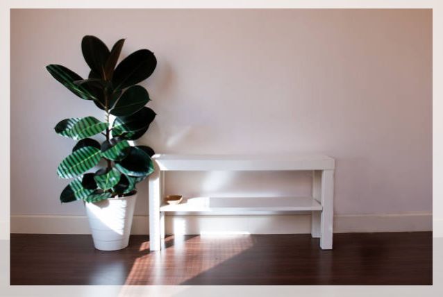 ficus elastica 1
