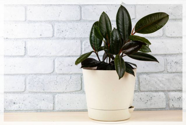 ficus elastica