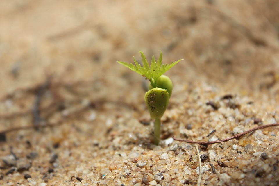 advantages of using soil food web