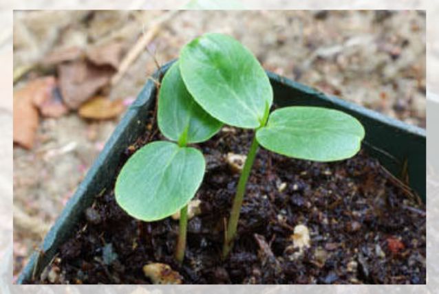 growing from seeds