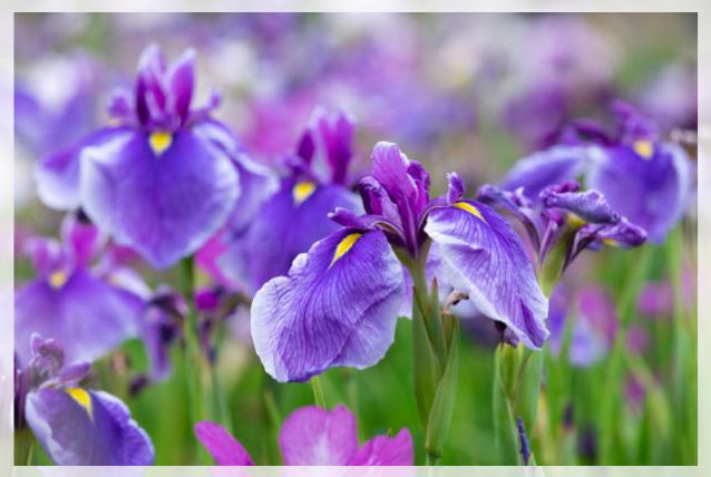 iris flower 2