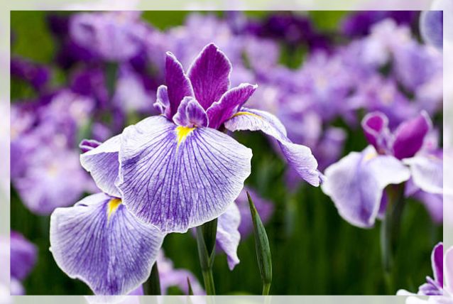 iris flower