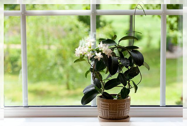 jasmine plant