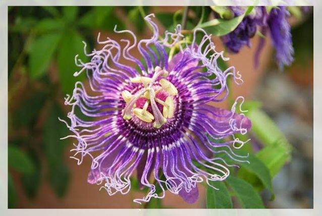 passiflora incarnata 1