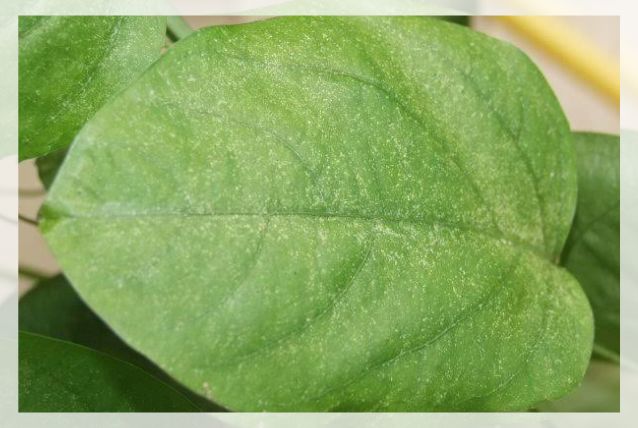 passiflora incarnata pests