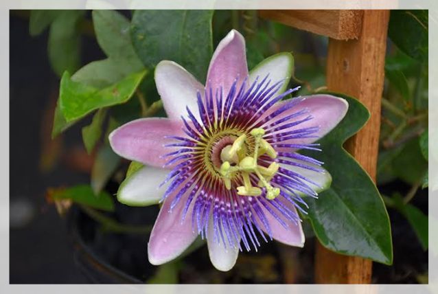 passiflora incarnata