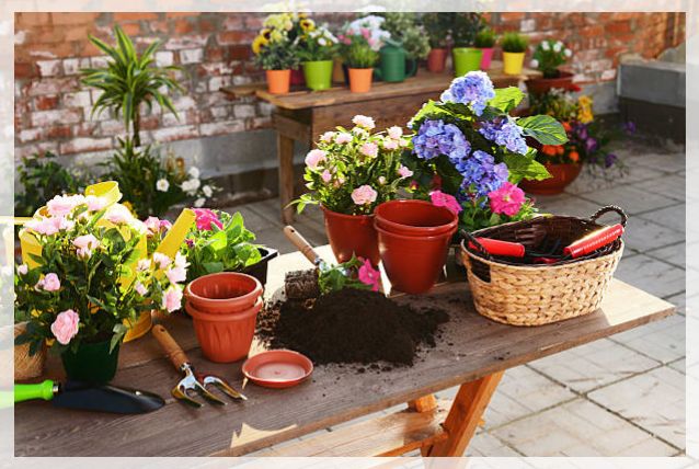 petunia flower care