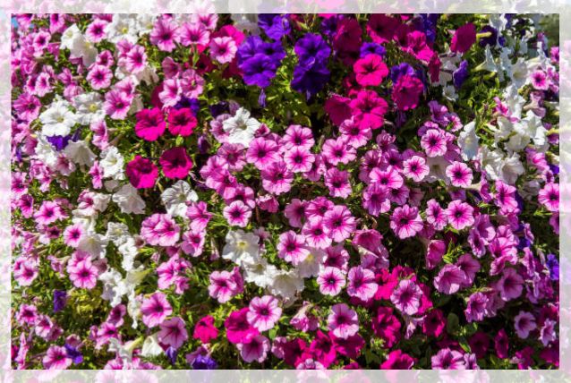 petunia flower