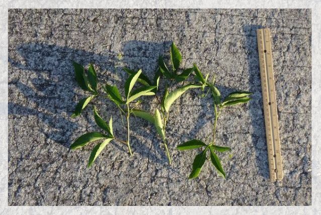 propagation