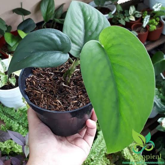 propagation