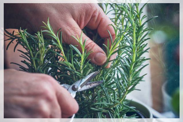 pruning