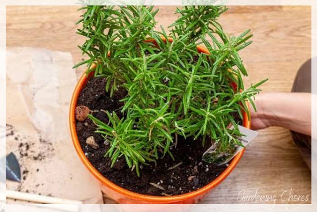repotting