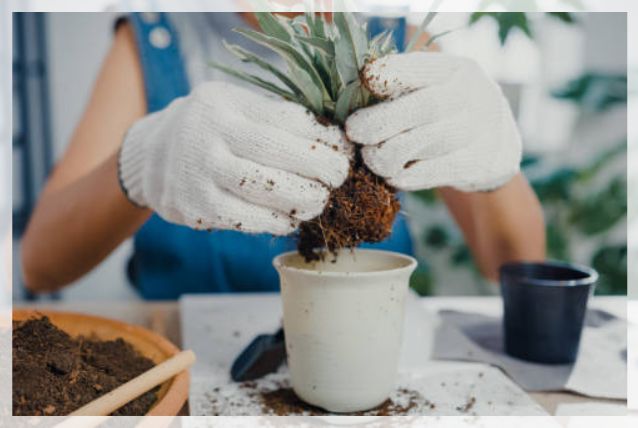 repotting